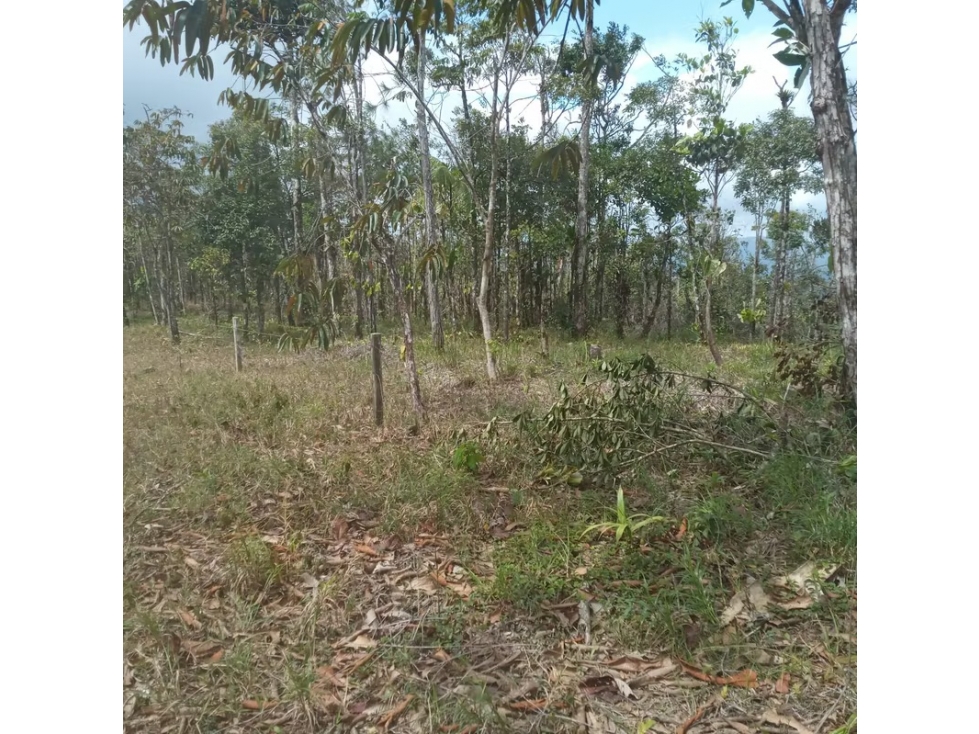 Finca en venta en Cerro Azul | 20.7 has para desarrollo o inversión - 3