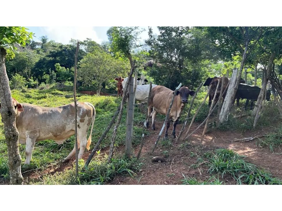 Finca ganadera en venta en Cañita | 14.5 ha tituladas y económicas - 3