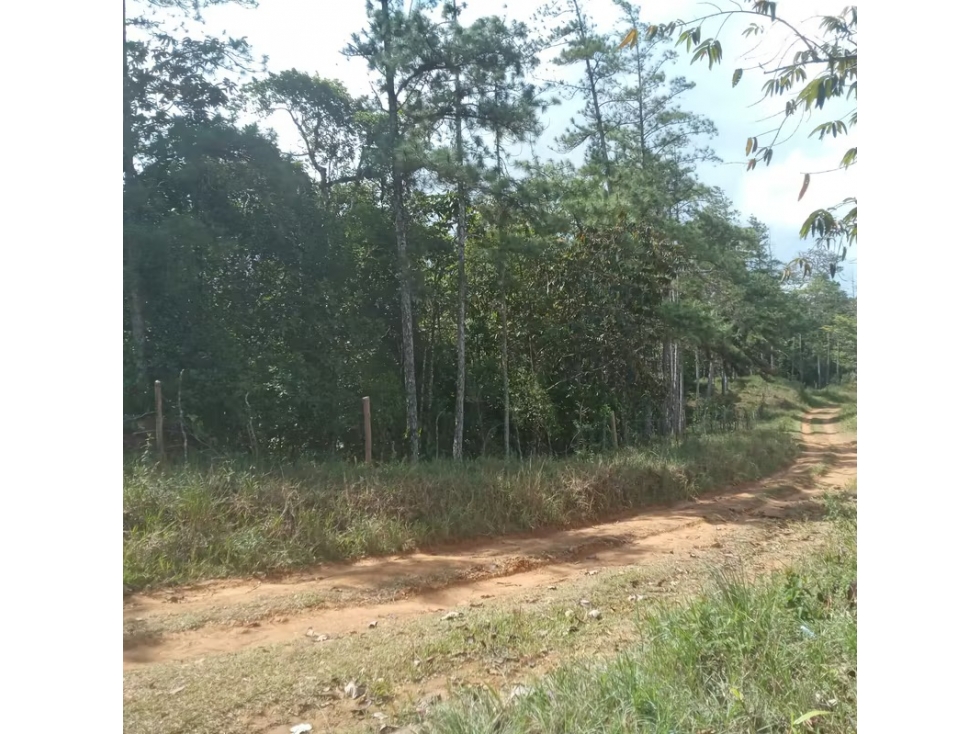 Finca en venta en Cerro Azul | 20.7 has para desarrollo o inversión - 4