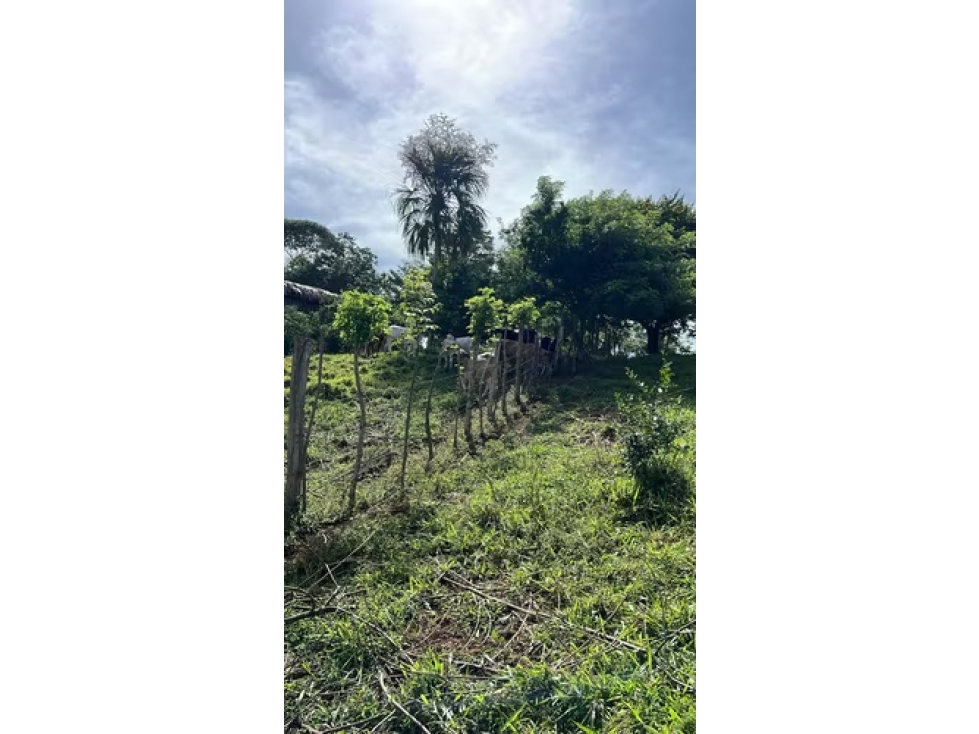 Finca ganadera en venta en Cañita | 14.5 ha tituladas y económicas - 4