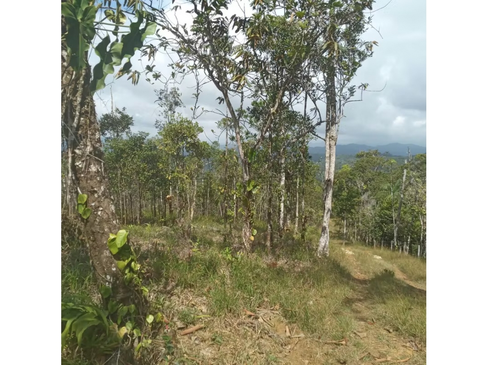 Finca en venta en Cerro Azul | 20.7 has para desarrollo o inversión - 5