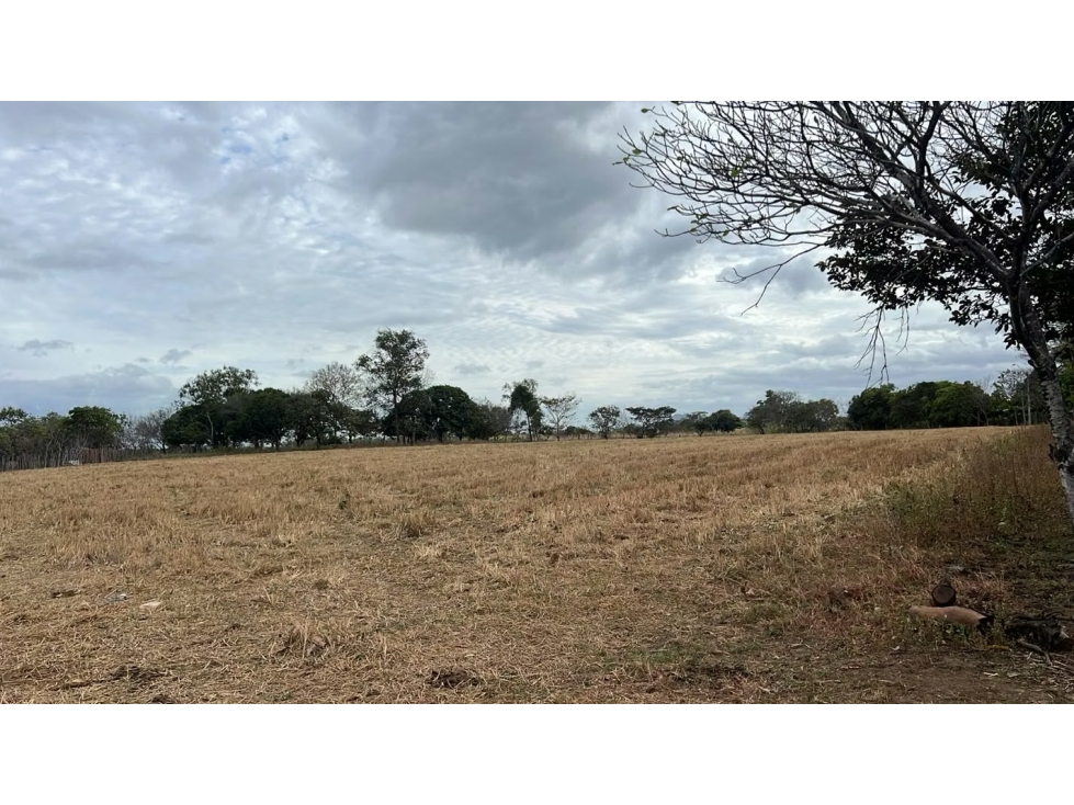 Finca en venta en El Caño, Natá | 1.5 hectareas planas - 5