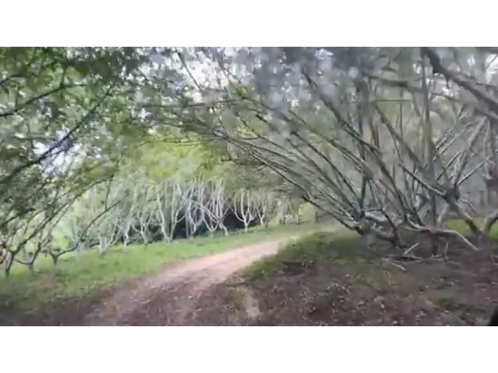 LOTE EN VENTA EN NILO CUNDINAMARCA - 3