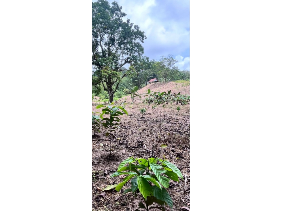Se vende Finca en Viento Frío, Santa Isabel - 2
