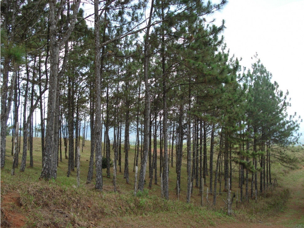 VENDO TERRENO EN CERRO AZUL 55 HECTAREAS — foto 4