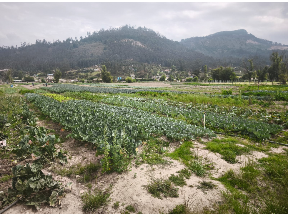 LOTE EN VENTA VEREDA TOCOGUA - DUITAMA - 3