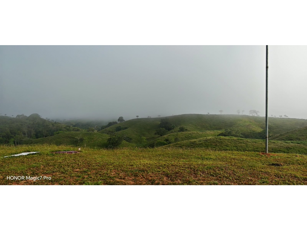 FINCA DE 100 HECTÁREAS EN VENTA EN PASO REAL, PENONOMÉ, PANAMÁ — foto 3