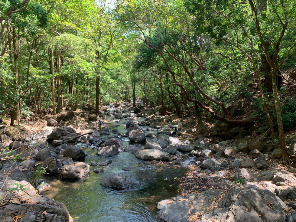 Finca en Venta 282 Hectáreas Colindantes con Cerro Hoya, Veraguas - 3