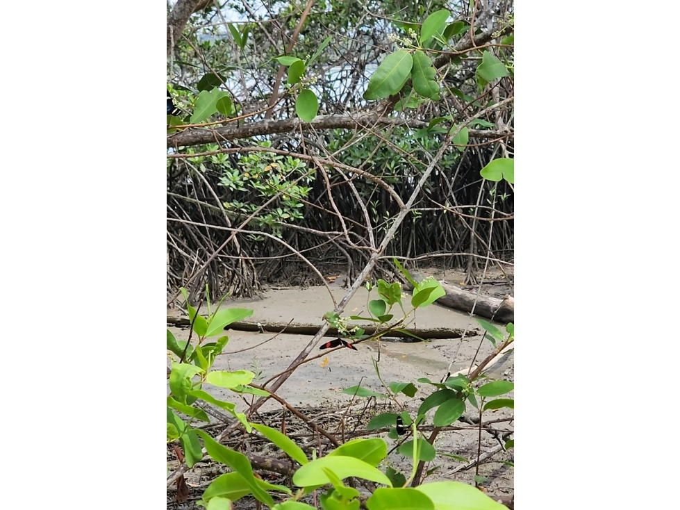 Oportunidad de Desarrollo en Isla Privada Isla Corozal - 4