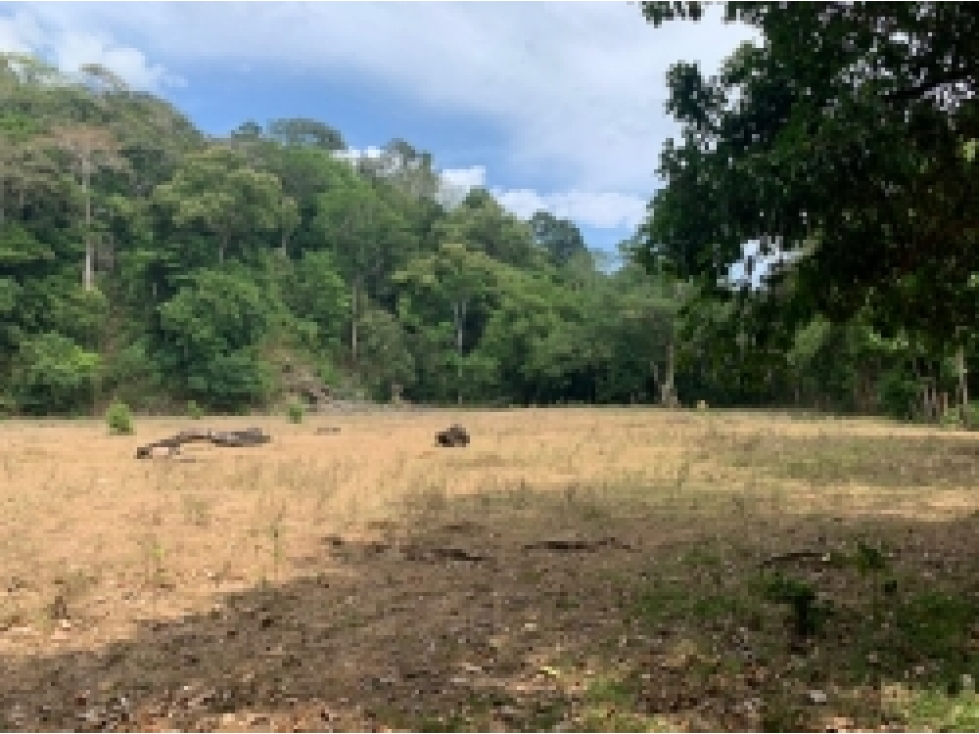 Se Vende 347 Hectareas Frente a Playa en Cerro Hoya, Panama - 6