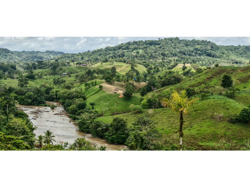 FINCA DE 100 HECTÁREAS EN VENTA EN PASO REAL, PENONOMÉ, PANAMÁ