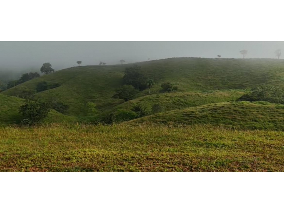 FINCA DE 100 HECTÁREAS EN VENTA EN PASO REAL, PENONOMÉ, PANAMÁ — foto 5