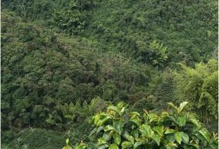 Lote en venta - Bajo Tablazo - Manizales