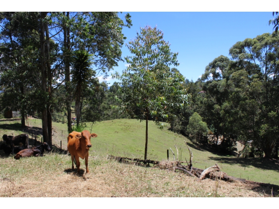 Lote en Venta en Rionegro, Sector Quirama — foto 2