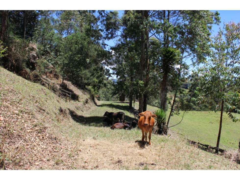 Lote en Venta en Rionegro, Sector Quirama — foto 4