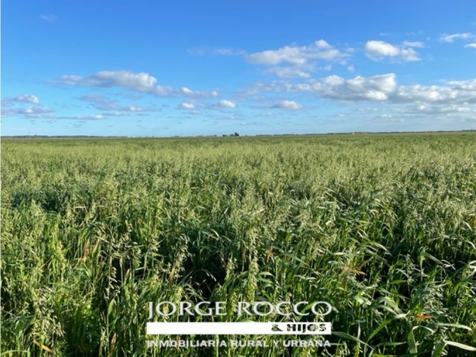 Campo en venta en La Plata. 195 Has mixtas, próximas a Ruta 2 — foto 6