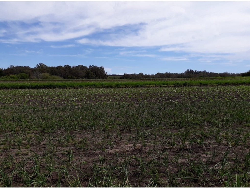LATORRE PROP VENDE CAMPO SOBRE RUTA 226 — foto 2