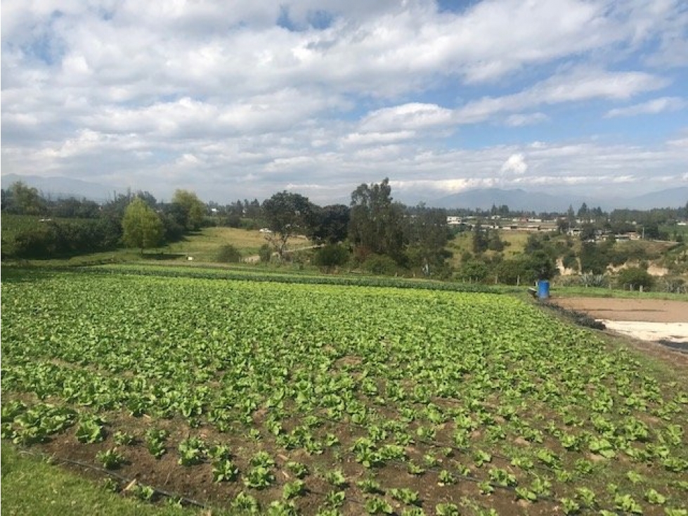 TERRENO EN CHECA SECTOR LA TOLA 5 MINUTOS DE LA PANAMERICANA - 2