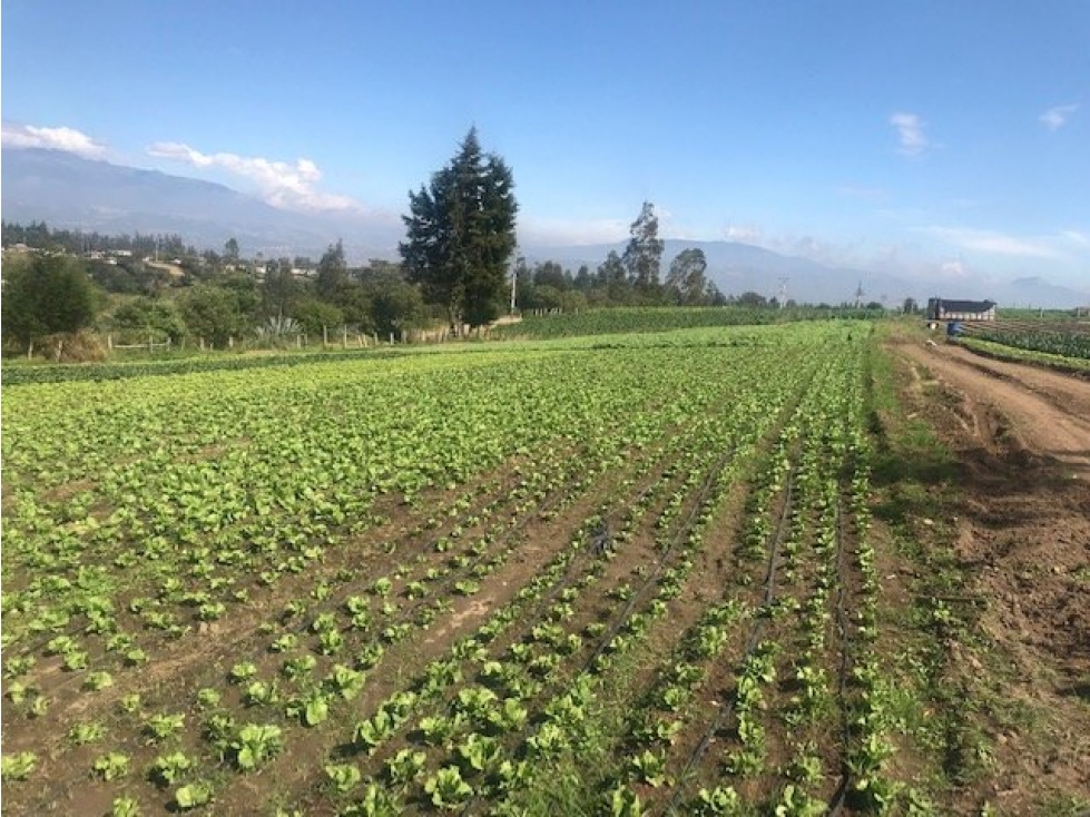 TERRENO EN CHECA SECTOR LA TOLA 5 MINUTOS DE LA PANAMERICANA - 3