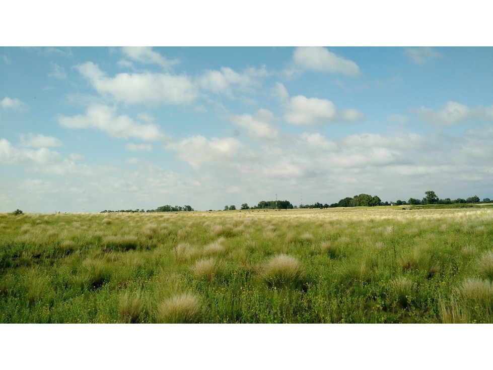VENDO EXCELENTE CAMPO DE 84 HECTÁREAS EN ROLÓN - PROVINCIA DE LA PAMPA - 4