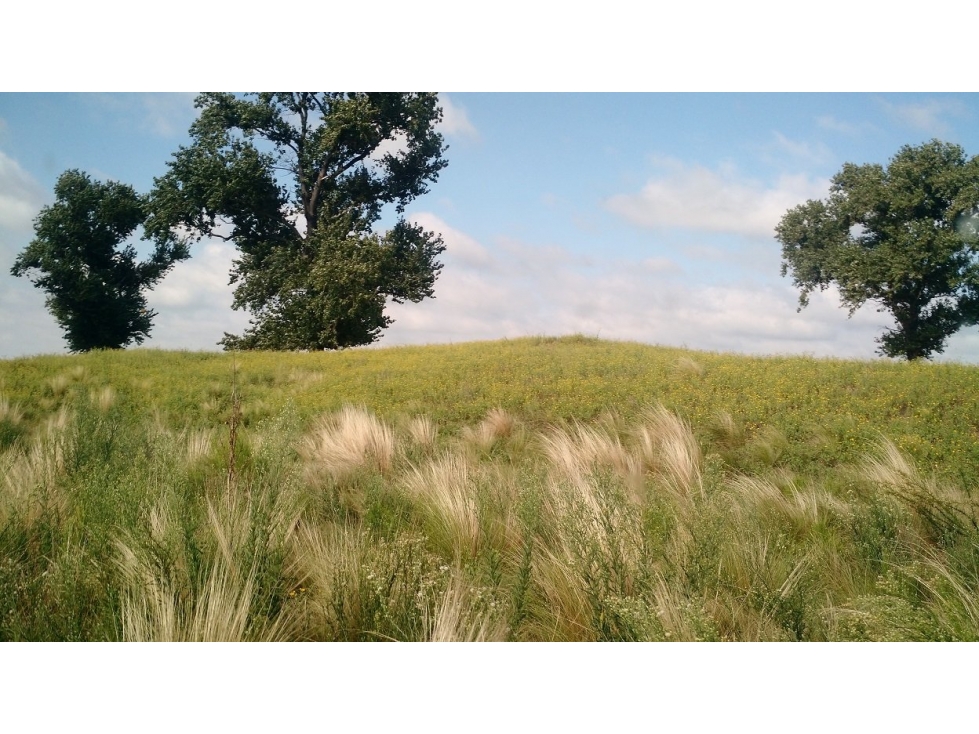 VENDO EXCELENTE CAMPO DE 84 HECTÁREAS EN ROLÓN - PROVINCIA DE LA PAMPA - 3