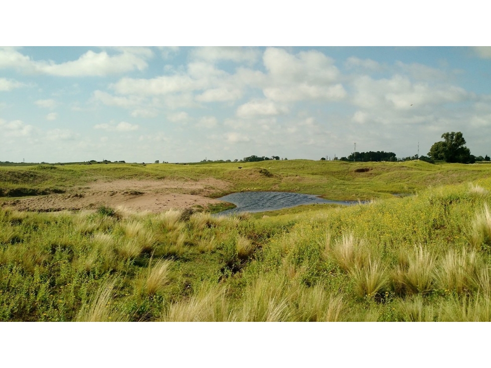 VENDO EXCELENTE CAMPO DE 84 HECTÁREAS EN ROLÓN - PROVINCIA DE LA PAMPA - 6
