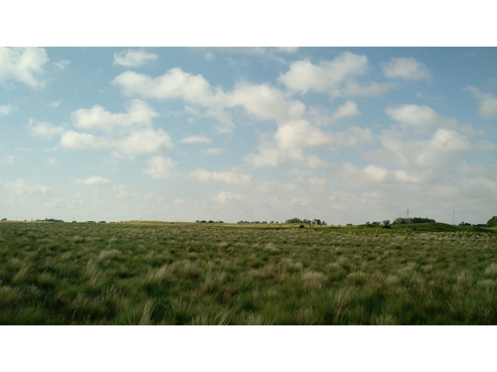 VENDO EXCELENTE CAMPO DE 84 HECTÁREAS EN ROLÓN - PROVINCIA DE LA PAMPA - 5