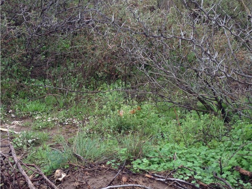 VENTA CAMPO DE CRIA DE 2677 HECTAREAS EN PUELCHES LA PAMPA - 2