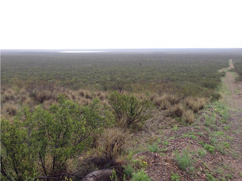 VENTA CAMPO DE CRIA DE 2677 HECTAREAS EN PUELCHES LA PAMPA - 3