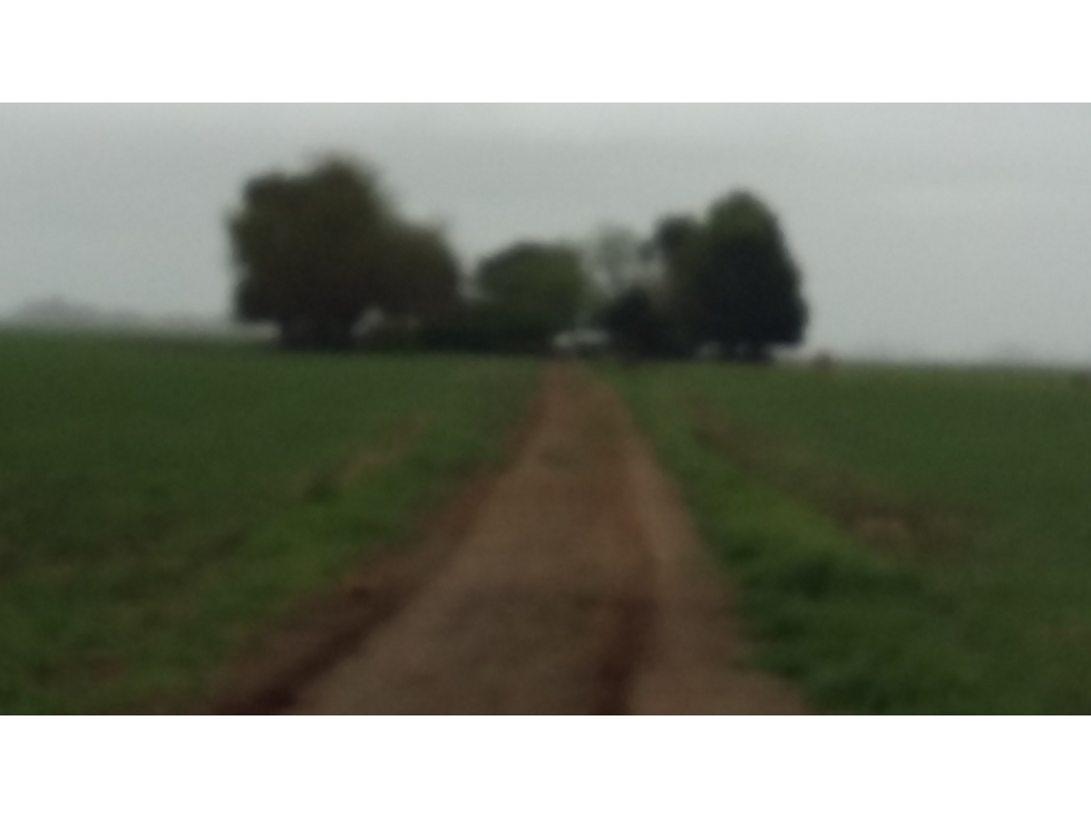 VENDO O PERMUTO 40 HECTAREAS DE CAMPO UNICAS EN BALCARCE - 2