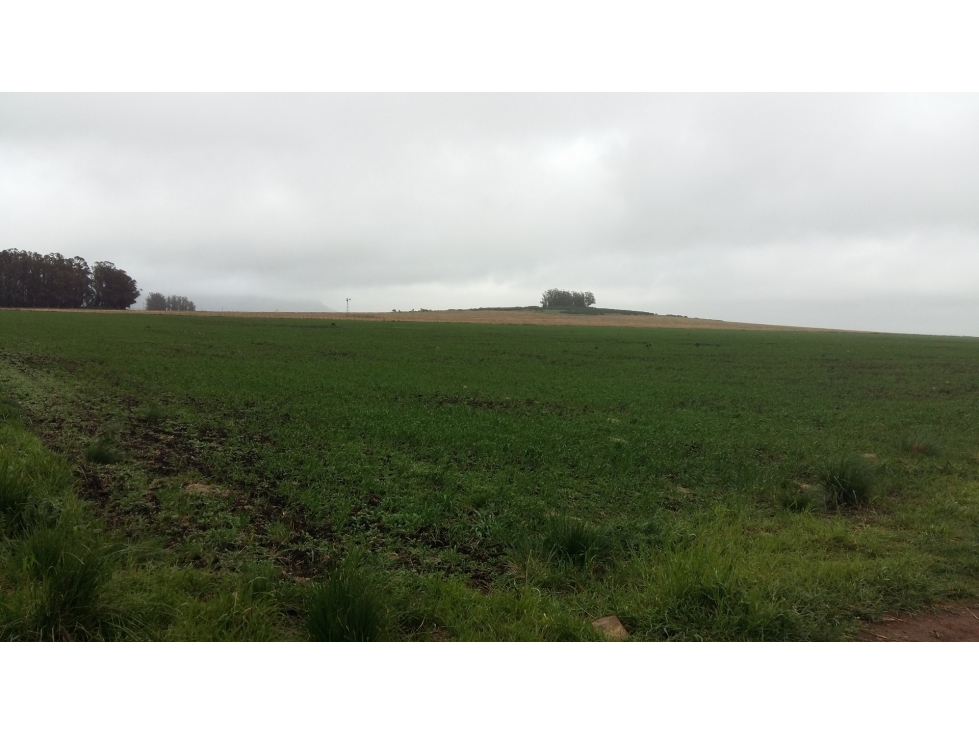 VENDO O PERMUTO 40 HECTAREAS DE CAMPO UNICAS EN BALCARCE - 3