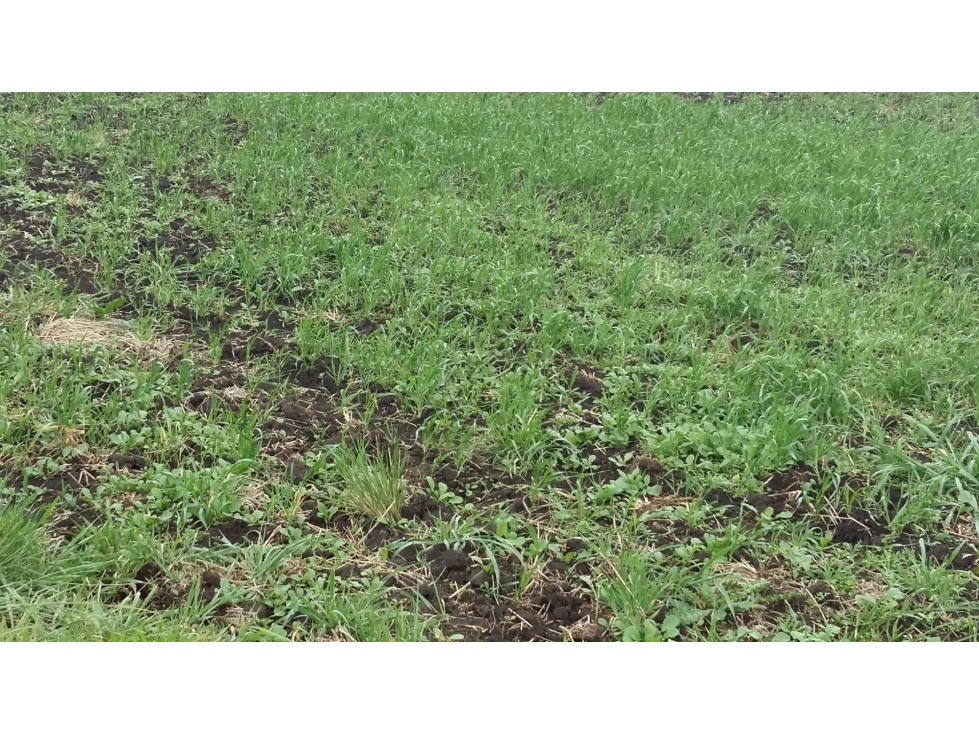 VENDO O PERMUTO 40 HECTAREAS DE CAMPO UNICAS EN BALCARCE - 4