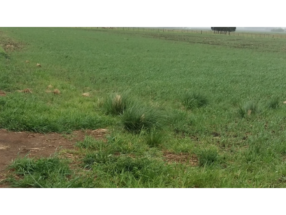 VENDO O PERMUTO 40 HECTAREAS DE CAMPO UNICAS EN BALCARCE - 5