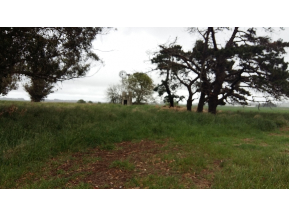 VENDO O PERMUTO 40 HECTAREAS DE CAMPO UNICAS EN BALCARCE - 6