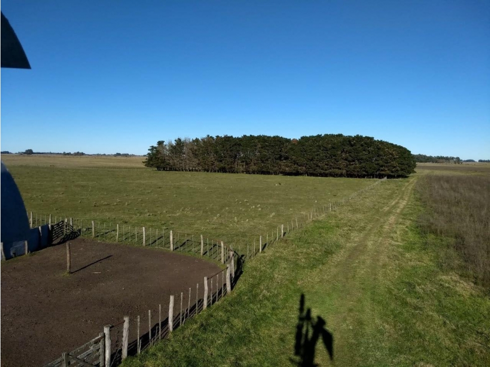 VENTA DE 340 HECTAREAS DE CAMPO MIXTO EN CORONEL VIDAL - 6