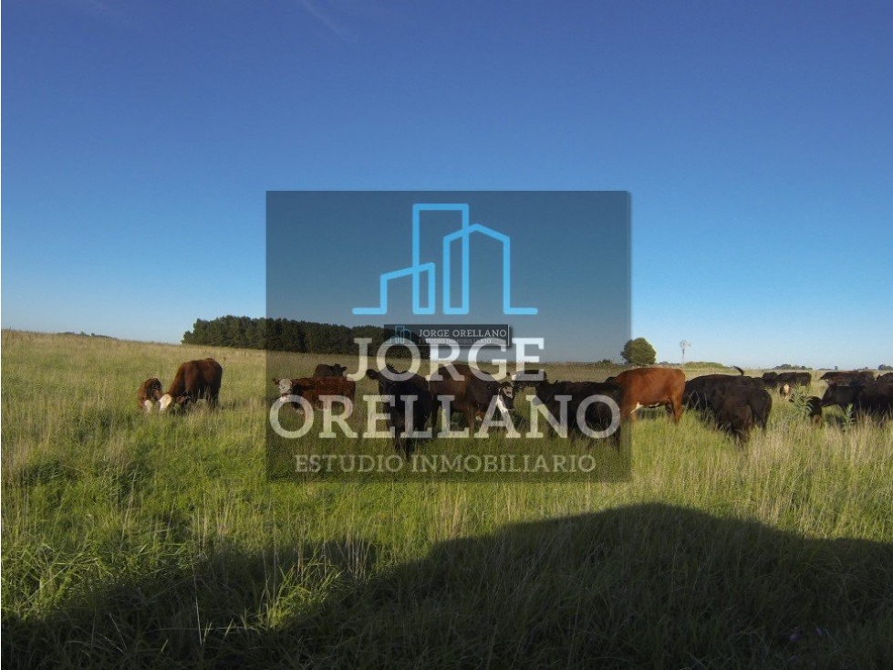 VENTA DE CAMPO EN CORONEL VIDAL 176 HAS PRODUCCION AGRICOLA Y GANADERA - 4