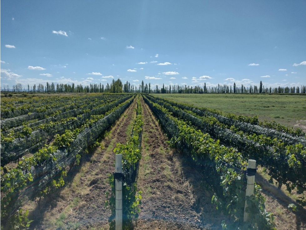 VENDO FINCA DE 20 HECTAREAS A TRANQUERA CERRADA SAN RAFAEL - 1