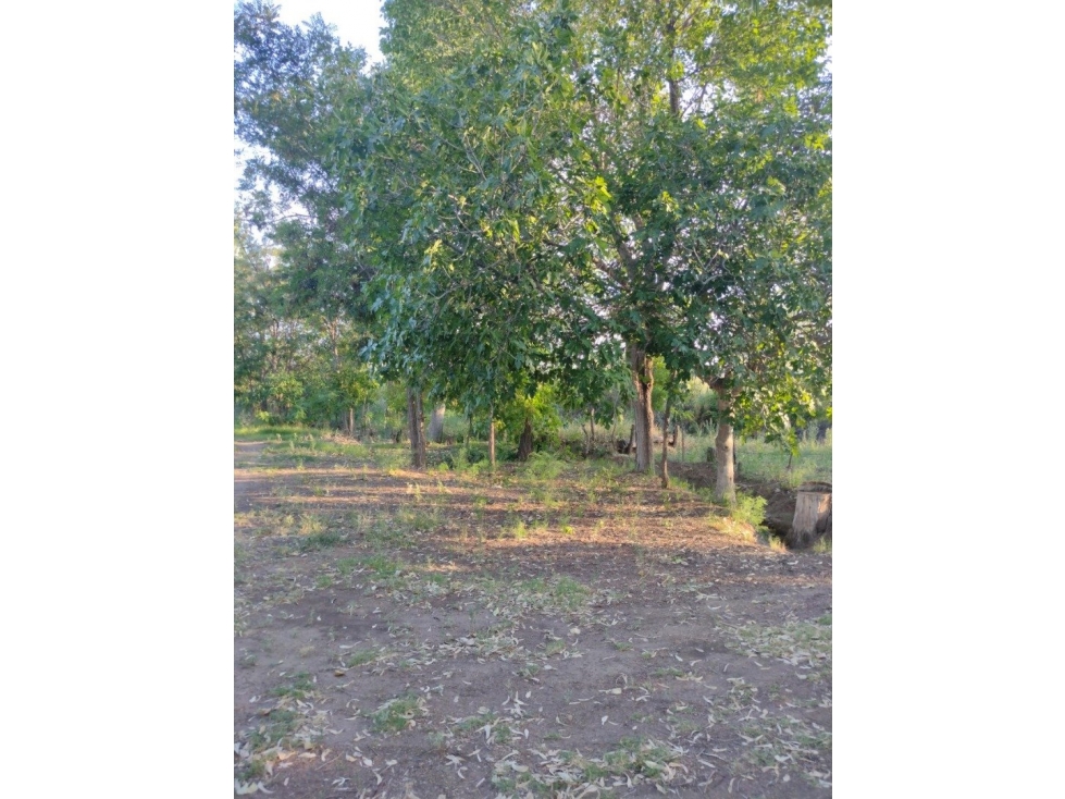 VENDO FINCA VIÑEDOS SAN RAFAEL LAS PAREDES - 6