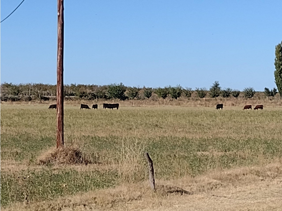 VENDO FINCA CAMPO POTREROS PASTURAS CAÑADA SECA - 2