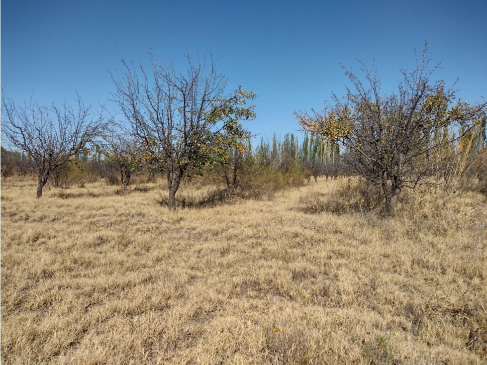 VENDO 5 HECTAREAS SOBRE RUTA PROVINCIAL N° 160 - 4