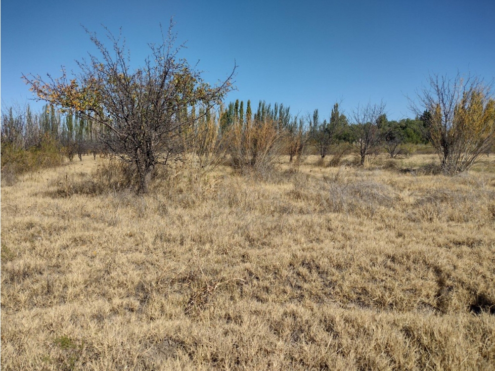 VENDO 5 HECTAREAS SOBRE RUTA PROVINCIAL N° 160 - 5