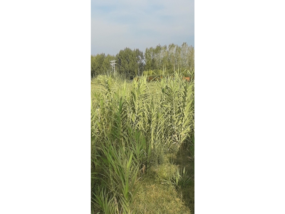 VENDO TERRENO INMACULADO EN CRUCE RUTA 160 Y 165 SAN RAFAEL - 4