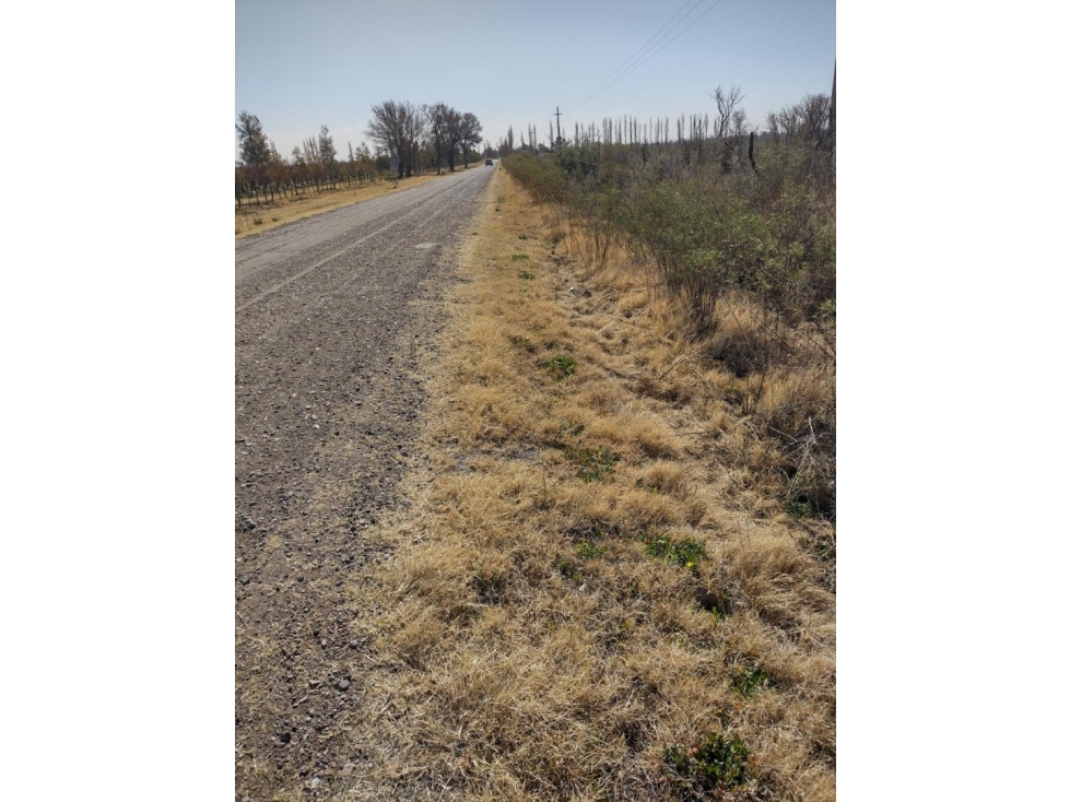 VENDO FINCA EN BLANCO DE 64 HECTAREAS EN SAN RAFAEL MENDOZA - 2