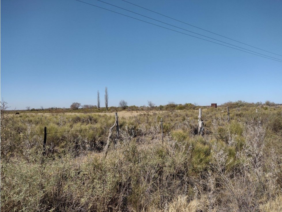 VENDO FINCA EN BLANCO DE 64 HECTAREAS EN SAN RAFAEL MENDOZA - 4