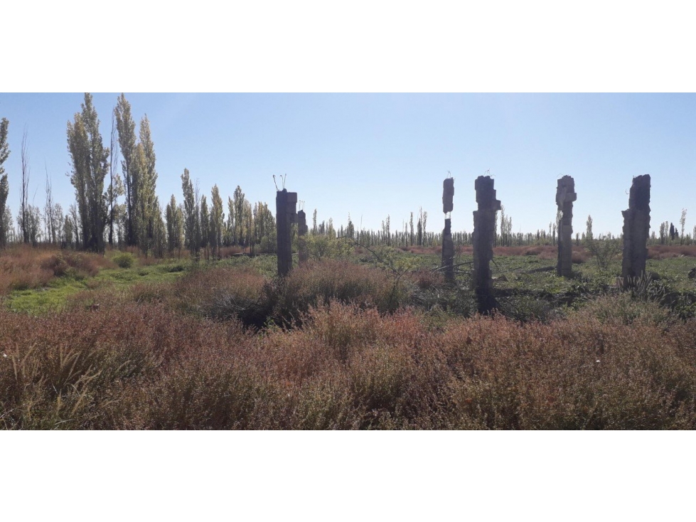 FINCA IDEAL FEEDLOT, VIÑEDOS, AJOS, PASTURAS, DURAZNOS. - 4