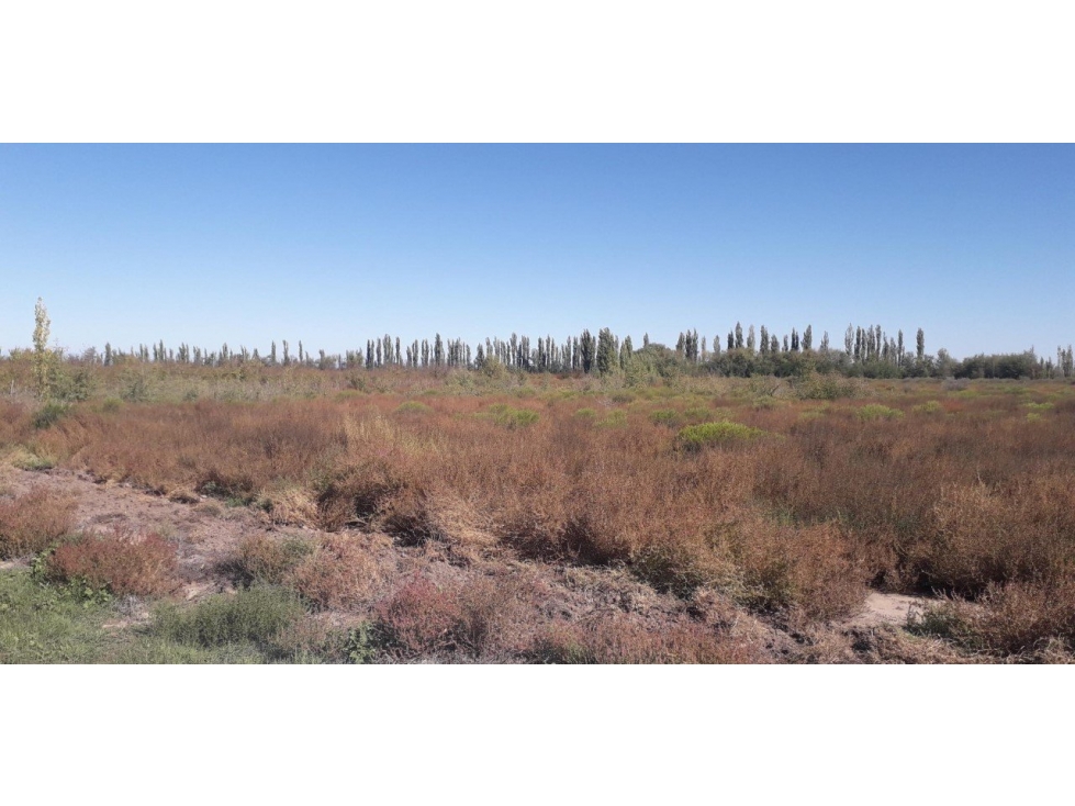VENDO 5 HECTAREAS LAS AGUADITAS SAN RAFAEL MENDOZA - 2