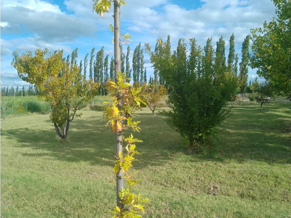 VENDO FINCA EN SOITUE SAN RAFAEL - 5