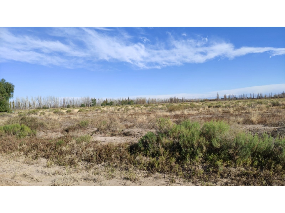 VENTA DE FINCA 25 HAS EN CALLE NUEVA GIL, LA CENTRAL- RIVADAVIA. - 2