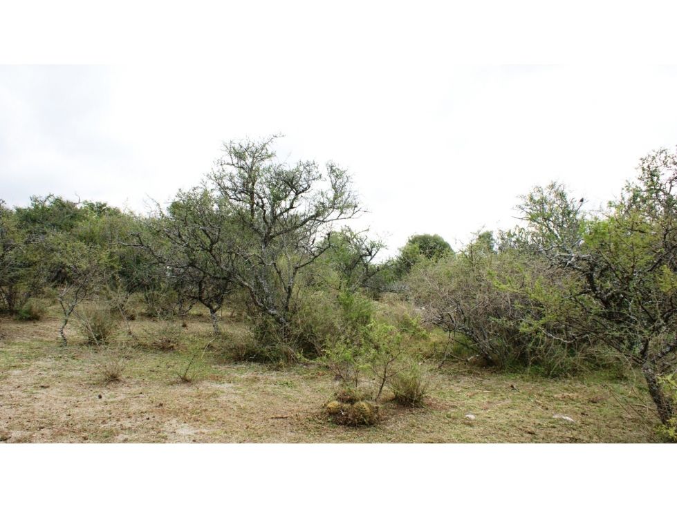Terreno en Tanti, plano, vegetación autóctona, agua. Villa Flor Serran - 5