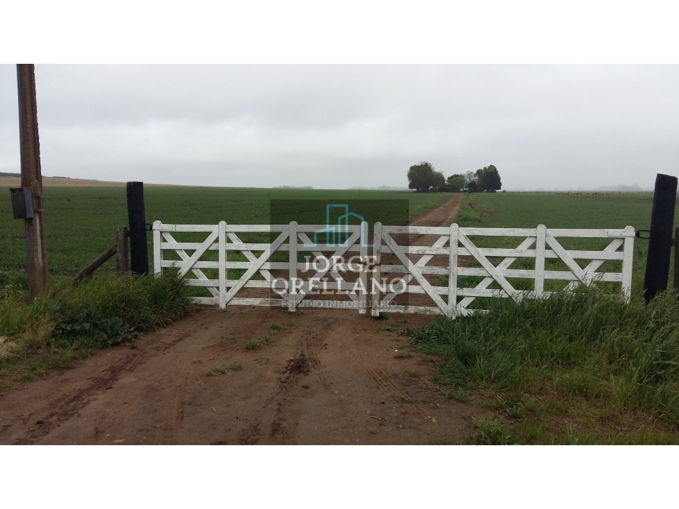 VENDO O PERMUTO 40 HECTAREAS DE CAMPO UNICAS EN BALCARCE - 1